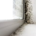 mold removal in Toronto